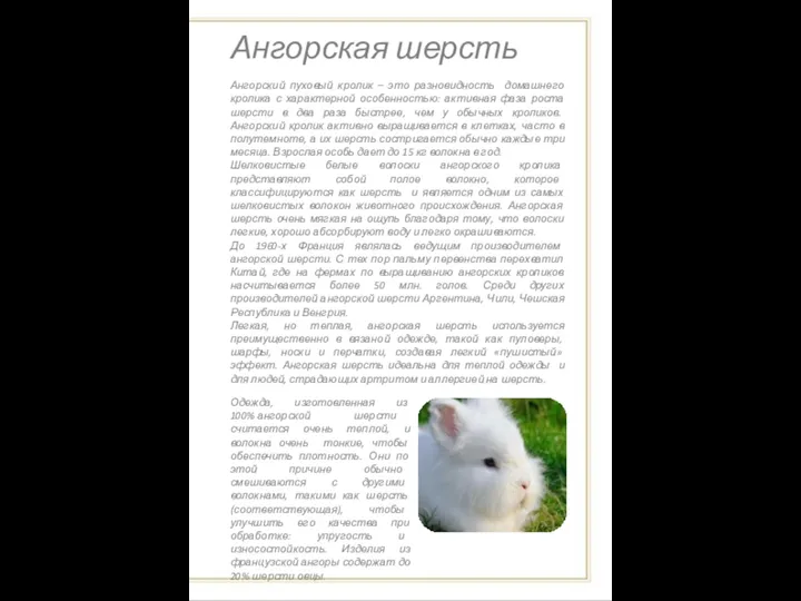 Ангорская шерсть Ангорский пуховый кролик – это разновидность домашнего кролика