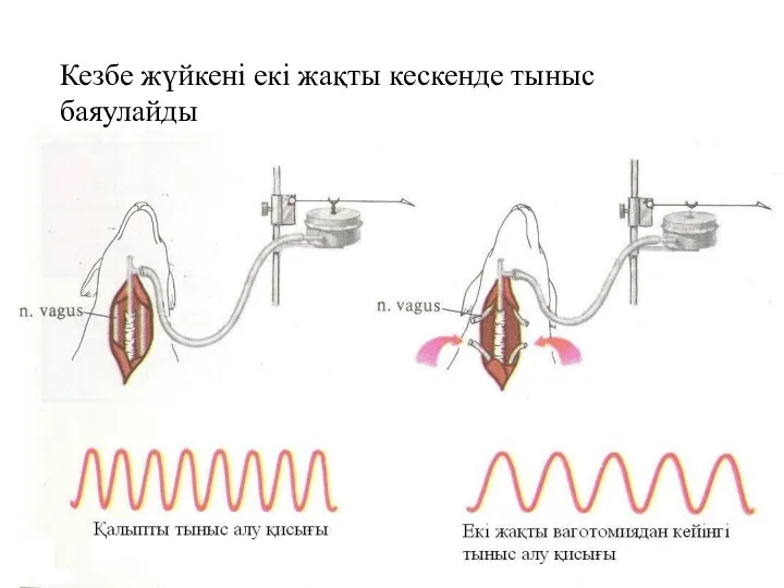 Кезбе жүйкені екі жақты кескенде тыныс баяулайды