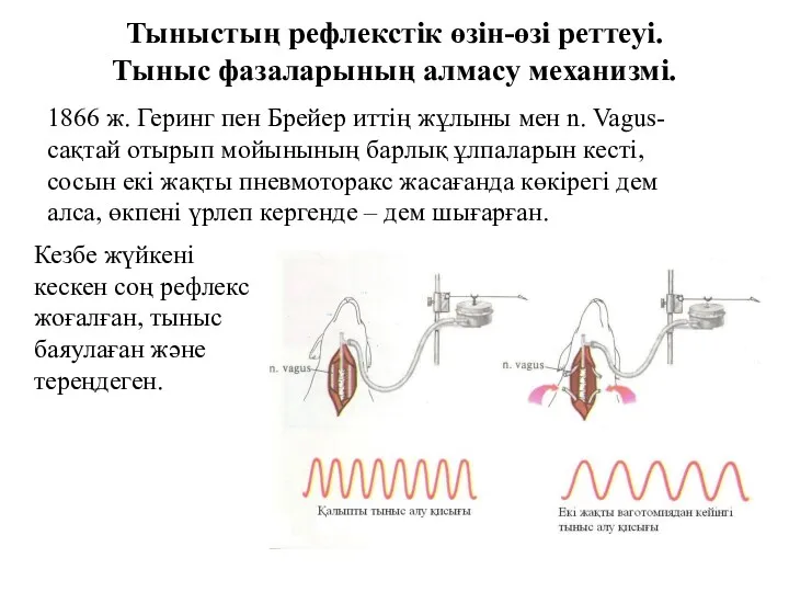 Тыныстың рефлекстік өзін-өзі реттеуі. Тыныс фазаларының алмасу механизмі. 1866 ж.