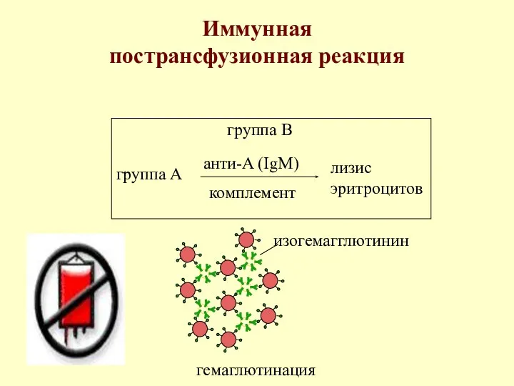 Иммунная пострансфузионная реакция группа A анти-A (IgM) комплемент лизис эритроцитов группа B гемаглютинация изогемагглютинин