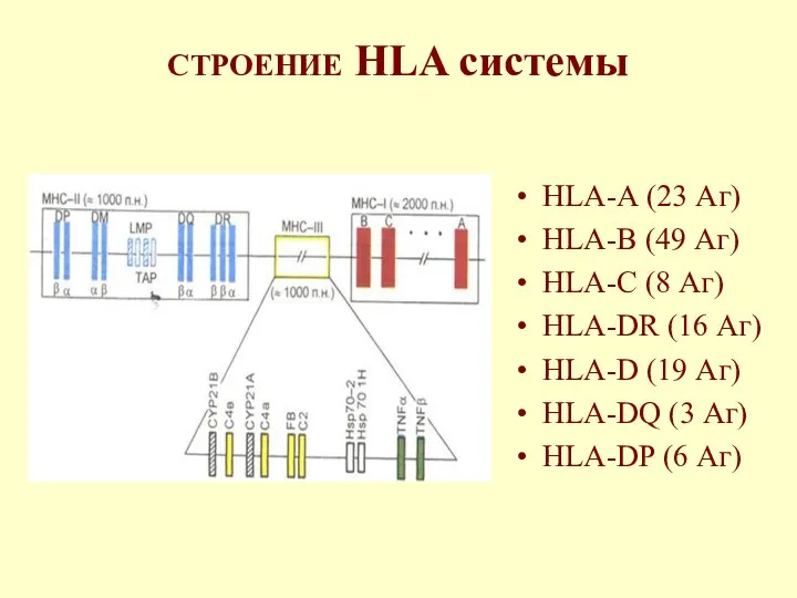 СТРОЕНИЕ HLA системы HLA-А (23 Аг) HLA-В (49 Аг) HLA-С