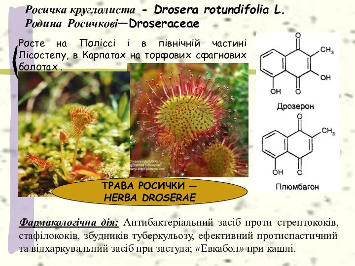Росичка круглолиста - Drosera rotundifolia L. Родина Росичкові—Droseraceae Росте на