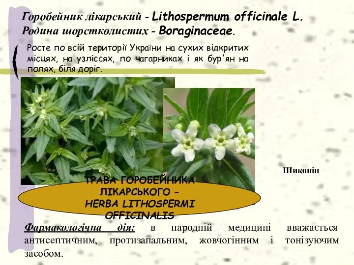 Горобейник лікарський - Lithospermum officinale L. Родина шорстколистих - Boraginaceae.