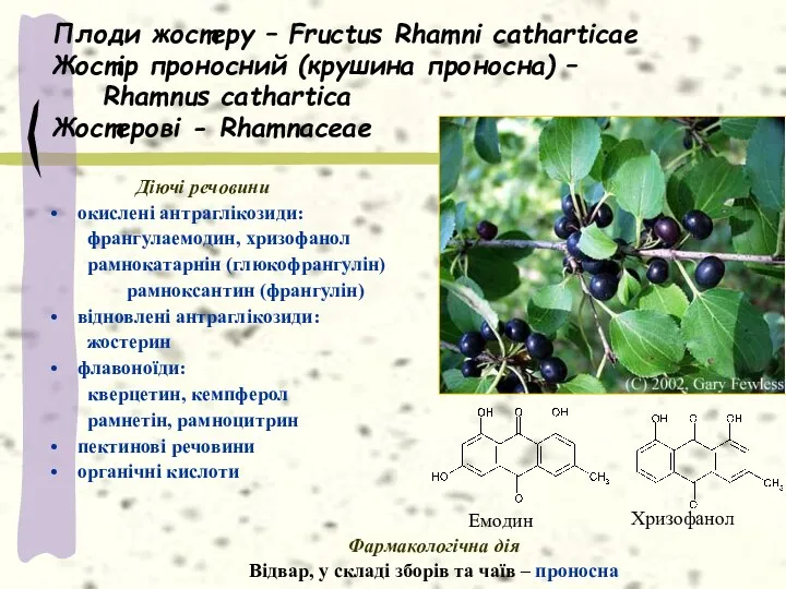 Плоди жостеру – Fructus Rhamni catharticae Жостір проносний (крушина проносна)