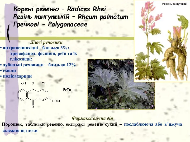 Корені ревеню – Radices Rhei Ревінь тангутській – Rheum palmatum