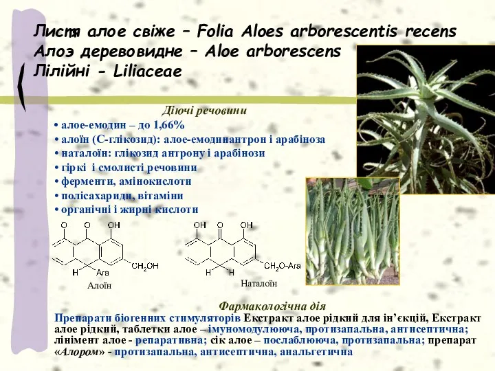 Листя алое свіже – Folia Aloes arborescentis recens Алоэ деревовидне