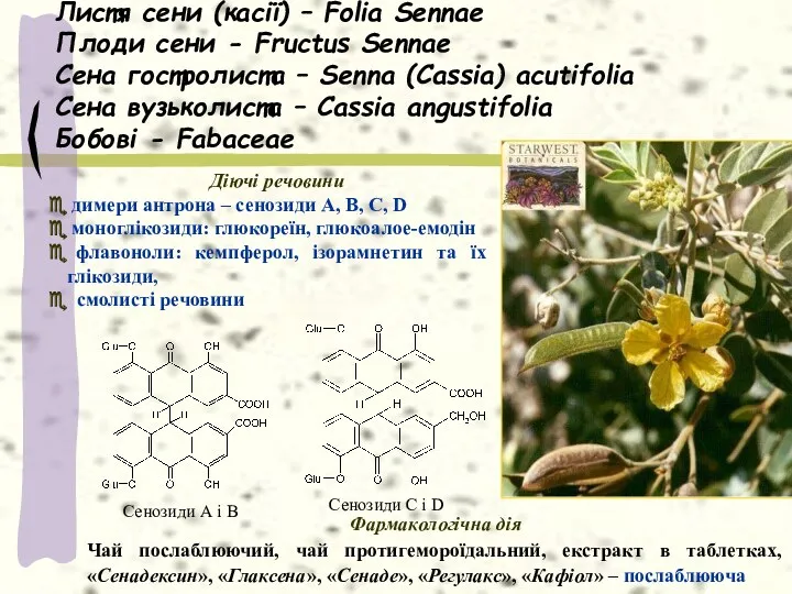Листя сени (касії) – Folia Sennae Плоди сени - Fructus