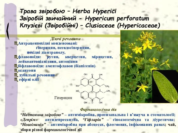 Трава звіробою – Herba Hyperici Звіробій звичайний - Hypericum perforatum