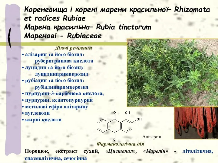 Кореневища і корені марени красильної– Rhizomata et radices Rubiae Марена