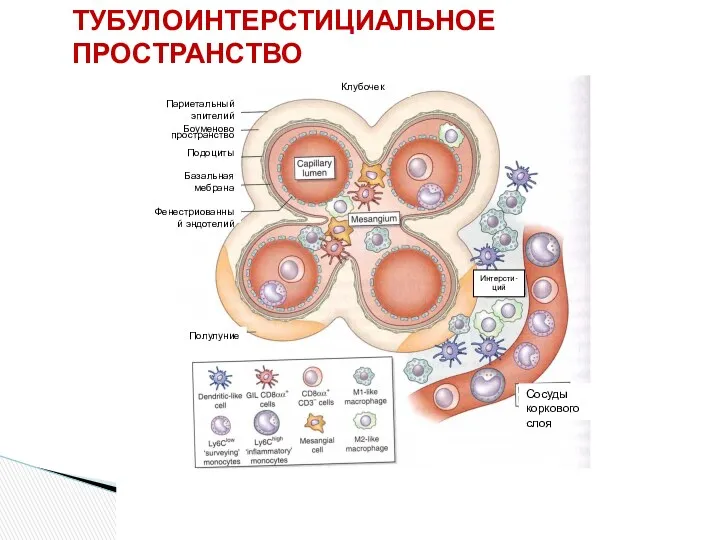 Клубочек Париетальный эпителий Боуменово пространство Подоциты Базальная мебрана Фенестриованный эндотелий