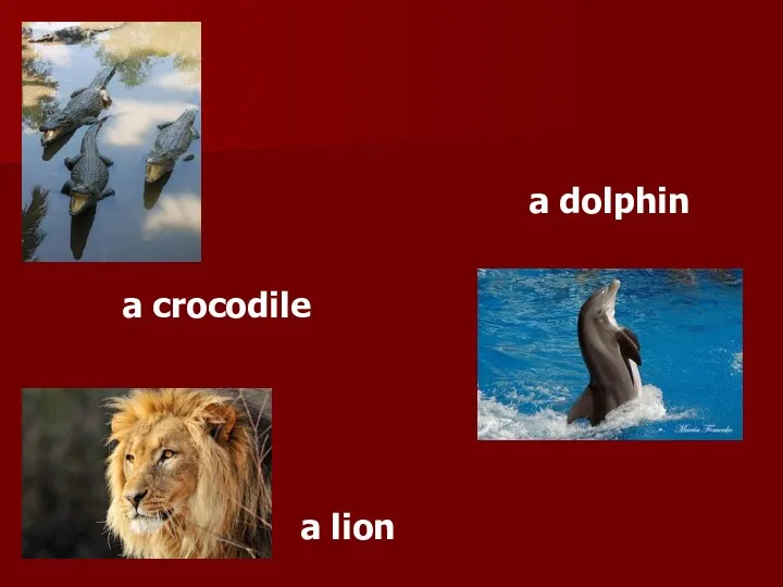 a crocodile a lion a dolphin