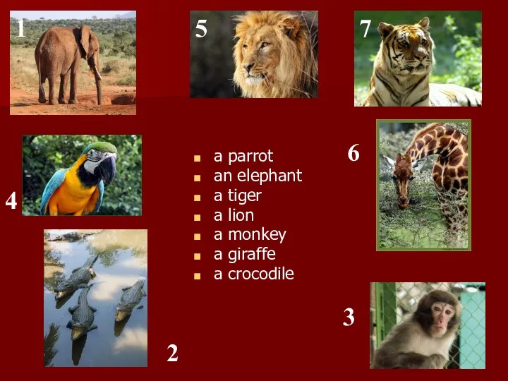 a parrot an elephant a tiger a lion a monkey