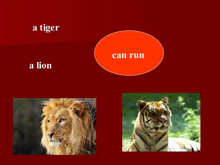 can run a tiger a lion