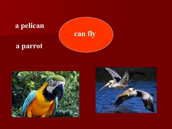 can fly a pelican a parrot