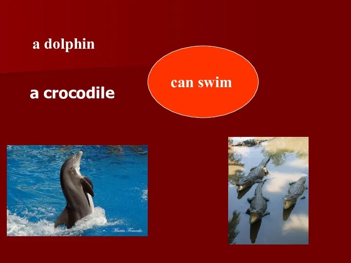 can swim a dolphin a crocodile