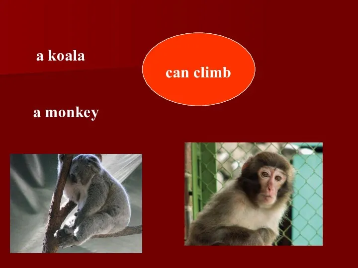 can climb a koala a monkey
