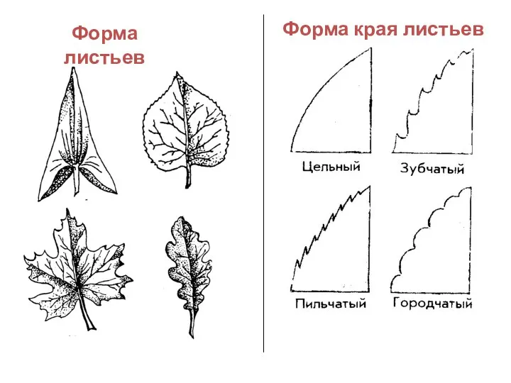 Форма листьев Форма края листьев