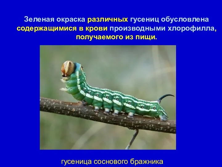 Зеленая окраска различных гусениц обусловлена содержащимися в крови производными хлорофилла, получаемого из пищи. гусеница соснового бражника