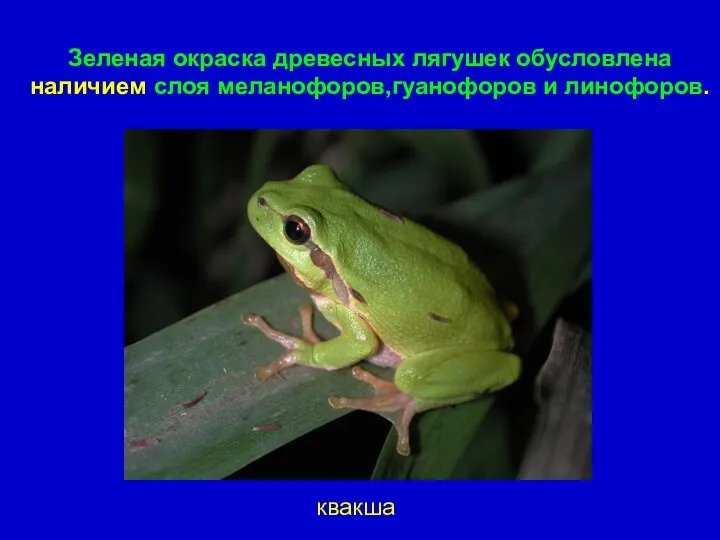 Зеленая окраска древесных лягушек обусловлена наличием слоя меланофоров,гуанофоров и линофоров. квакша