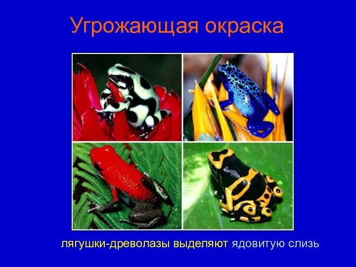 Угрожающая окраска лягушки-древолазы выделяют ядовитую слизь