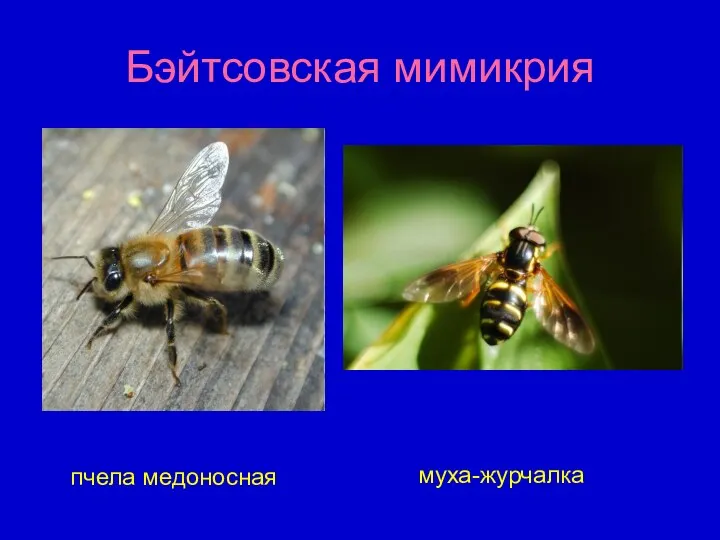 Бэйтсовская мимикрия пчела медоносная муха-журчалка