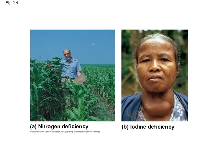 (a) Nitrogen deficiency Fig. 2-4 (b) Iodine deficiency