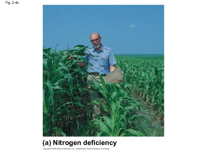 Fig. 2-4a (a) Nitrogen deficiency