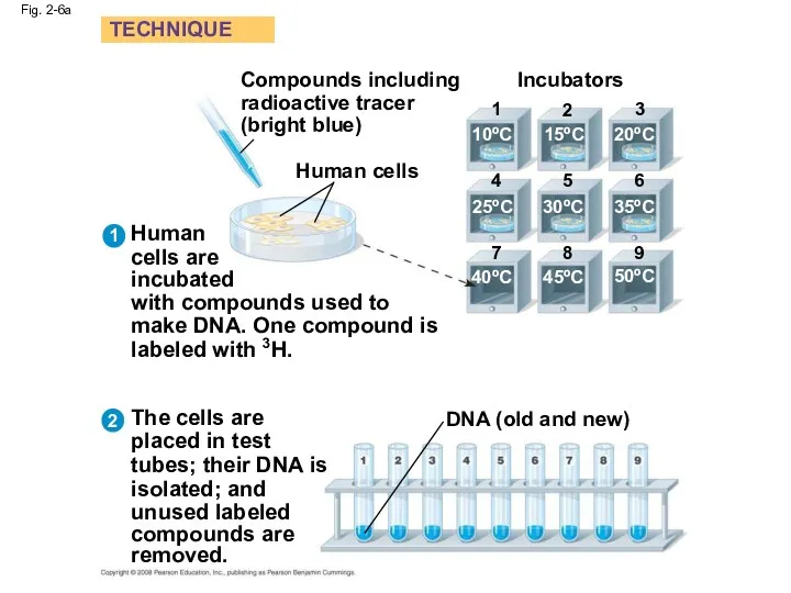 Fig. 2-6a Compounds including radioactive tracer (bright blue) Human cells