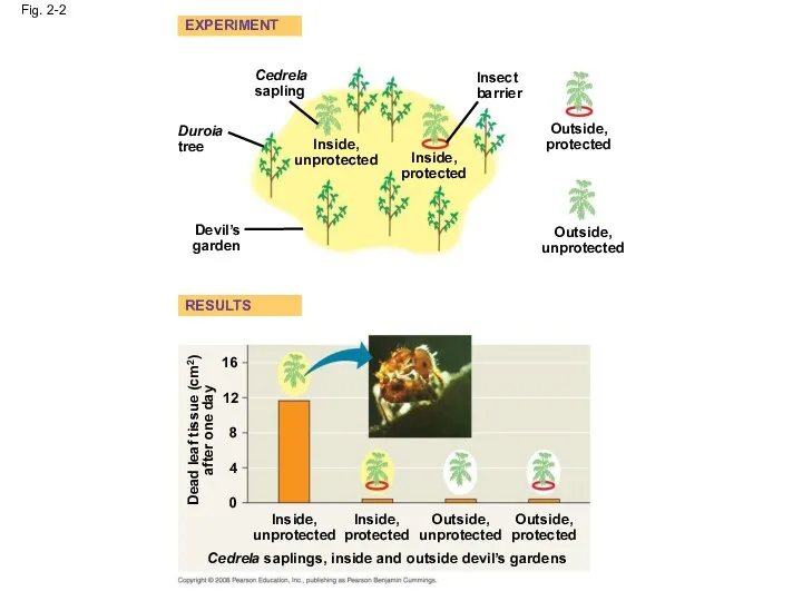 Fig. 2-2 EXPERIMENT RESULTS Cedrela sapling Duroia tree Inside, unprotected