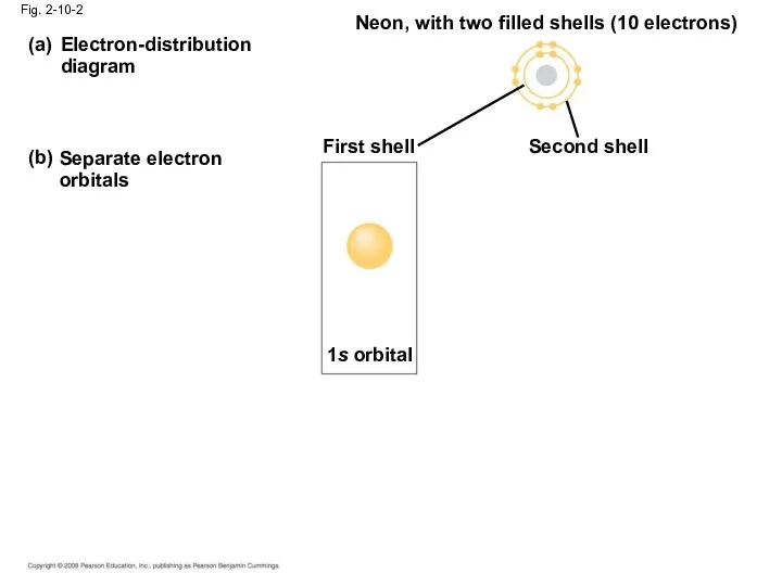 Electron-distribution diagram (a) (b) Separate electron orbitals Neon, with two