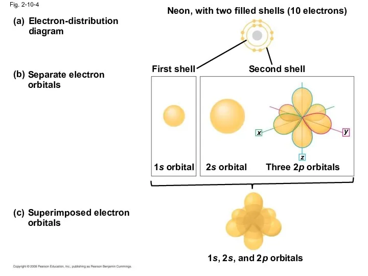 Electron-distribution diagram (a) (b) Separate electron orbitals Neon, with two