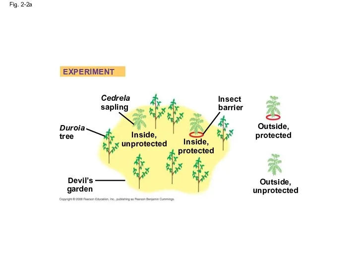 Fig. 2-2a Cedrela sapling Duroia tree Inside, unprotected Devil’s garden