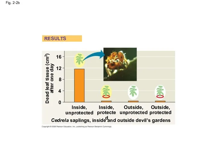 Fig. 2-2b Dead leaf tissue (cm2) after one day 16