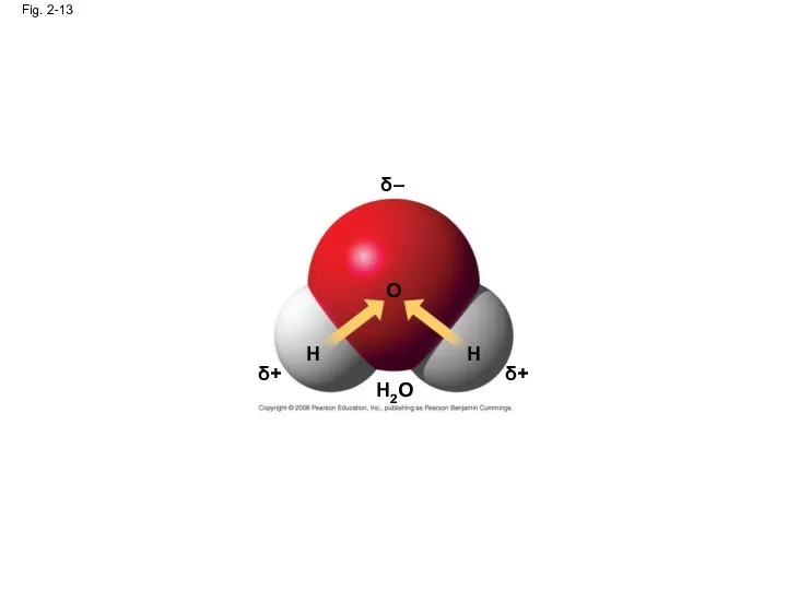 Fig. 2-13 δ – δ+ δ+ H H O H2O