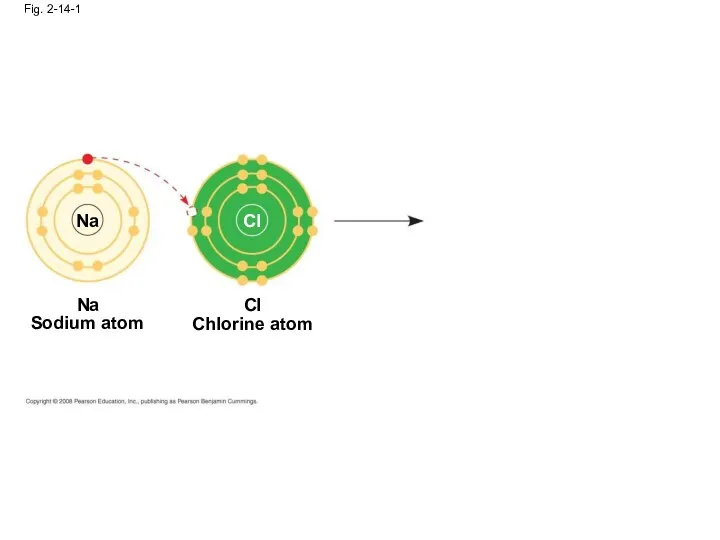Fig. 2-14-1 Na Cl Na Sodium atom Chlorine atom Cl