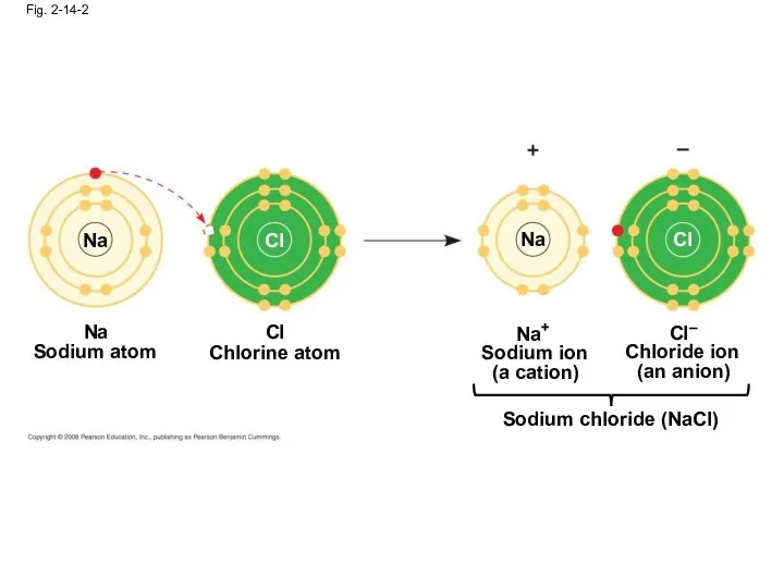 Fig. 2-14-2 Na Cl Na Cl Na Sodium atom Chlorine