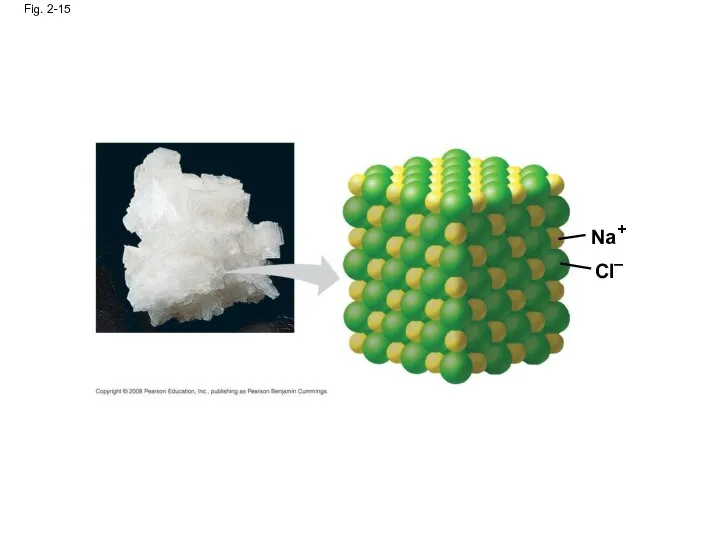 Fig. 2-15 Na+ Cl–