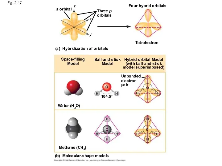 Fig. 2-17 s orbital Three p orbitals (a) Hybridization of