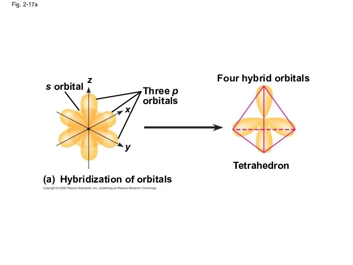 Fig. 2-17a s orbital z x y Three p orbitals