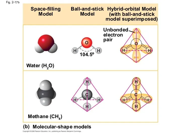 Fig. 2-17b Space-filling Model Ball-and-stick Model Hybrid-orbital Model (with ball-and-stick