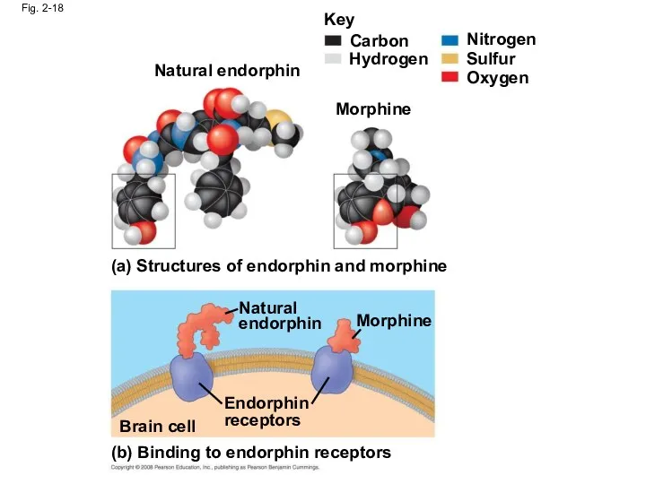 Fig. 2-18 (a) Structures of endorphin and morphine (b) Binding