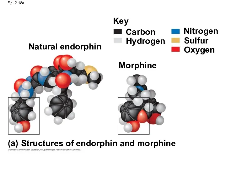 Fig. 2-18a Natural endorphin Morphine Key Carbon Hydrogen Nitrogen Sulfur