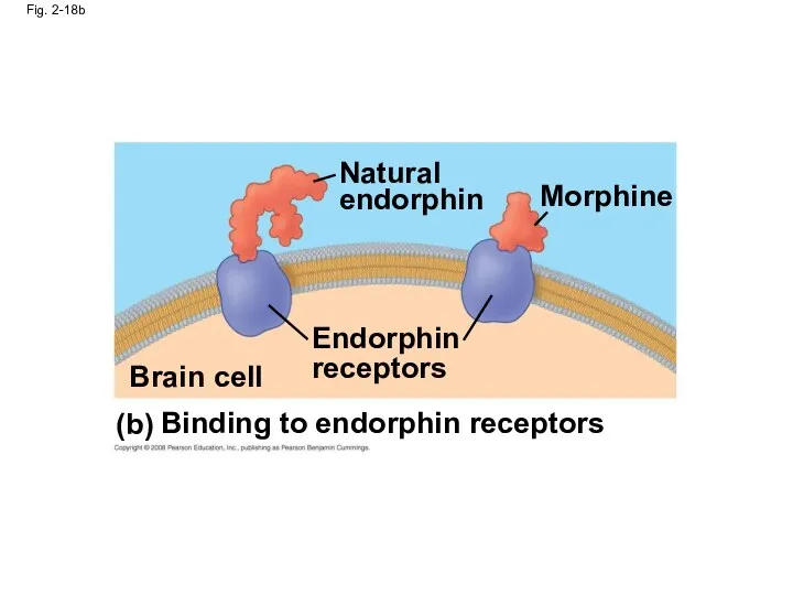 Fig. 2-18b Natural endorphin Endorphin receptors Brain cell Binding to endorphin receptors Morphine (b)