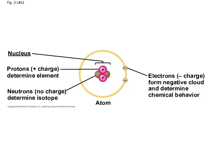 Fig. 2-UN3 Nucleus Protons (+ charge) determine element Neutrons (no