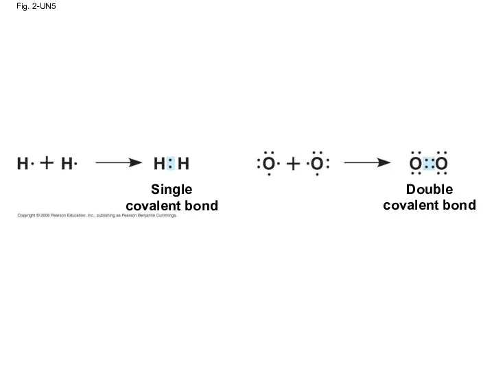 Fig. 2-UN5 Single covalent bond Double covalent bond