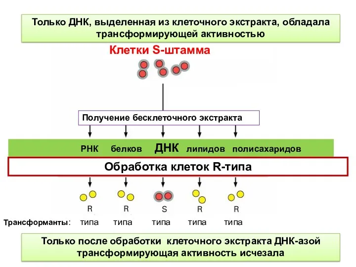 Fractionate cell-free extract into classes of molecules Клетки S-штамма РНК