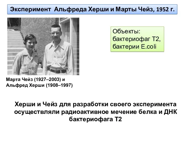 Эксперимент Альфреда Херши и Марты Чейз, 1952 г. Объекты: бактериофаг