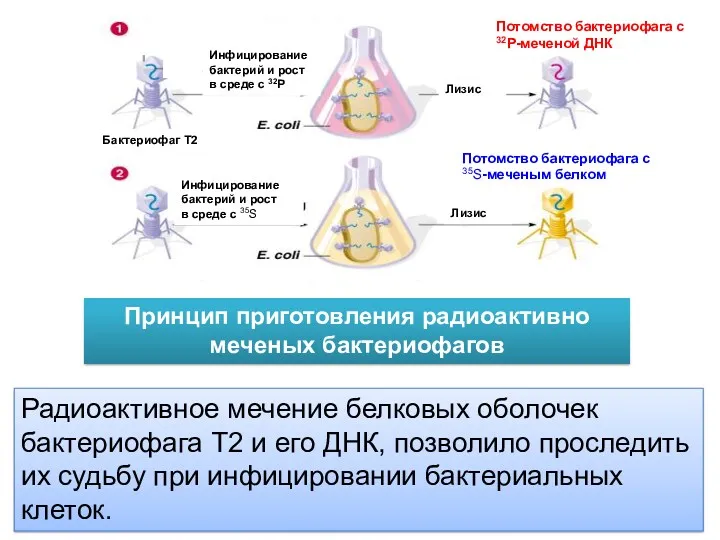 Инфицирование бактерий и рост в среде с 32P Бактериофаг Т2