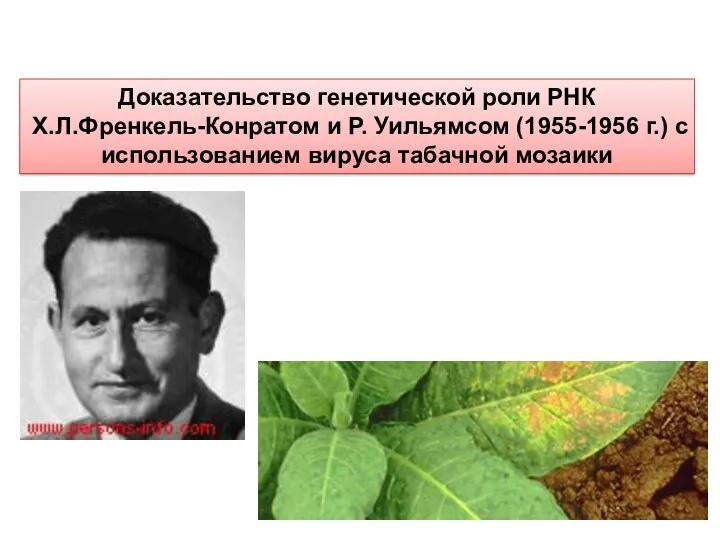 Доказательство генетической роли РНК Х.Л.Френкель-Конратом и P. Уильямсом (1955-1956 г.) с использованием вируса табачной мозаики