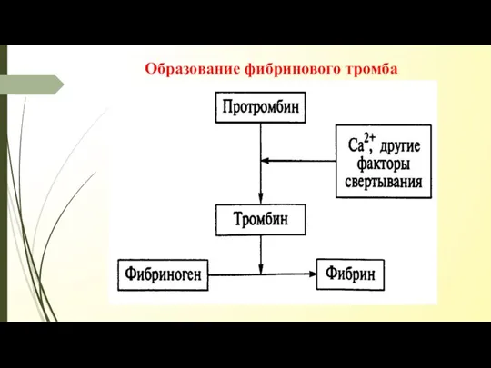 Образование фибринового тромба